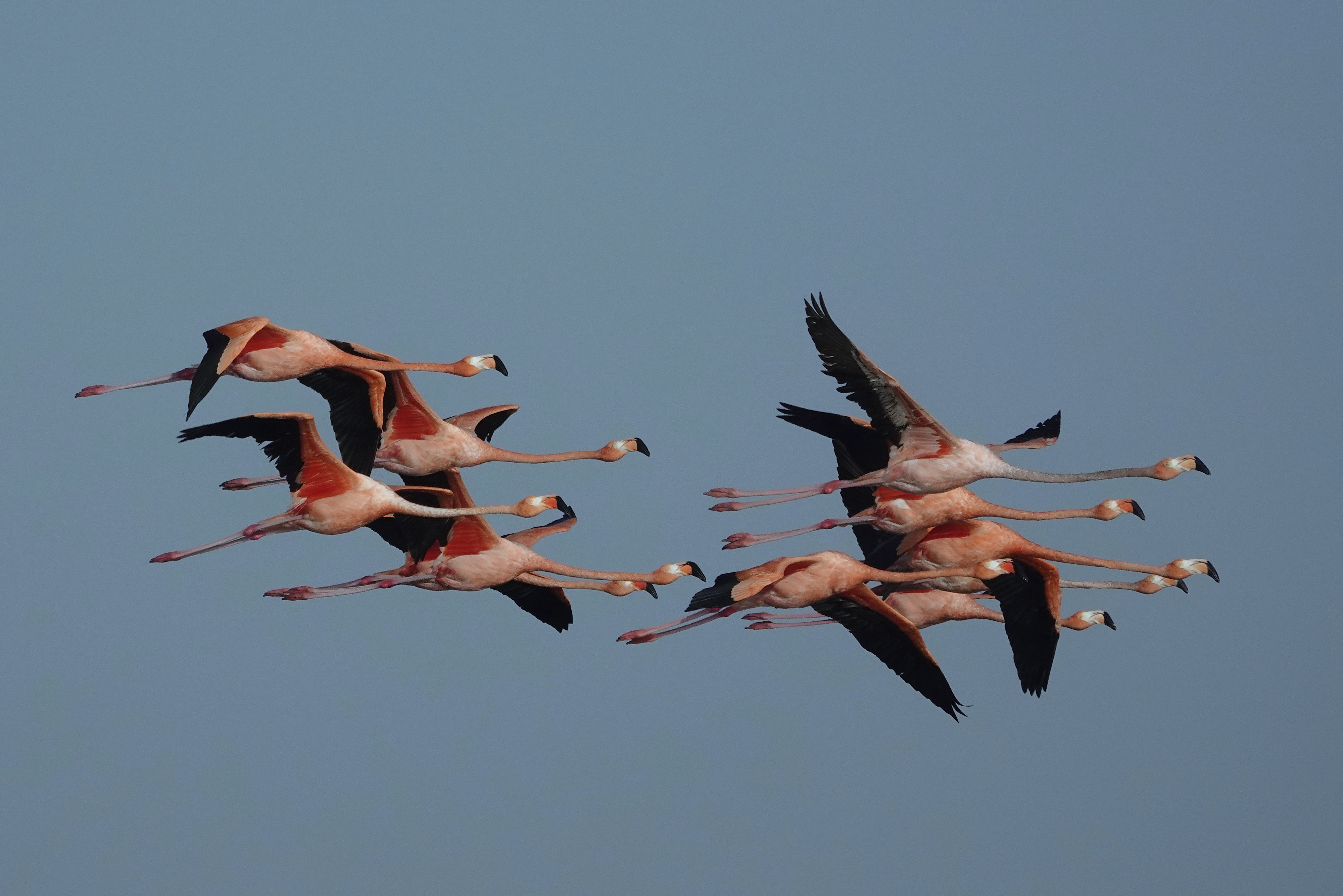 Flamants en vol